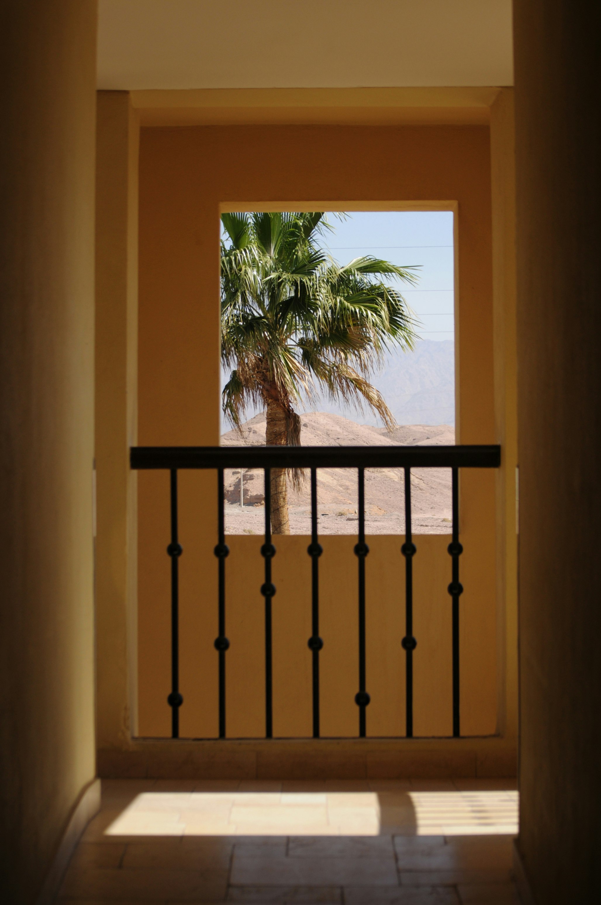 green palm tree near brown wooden fence